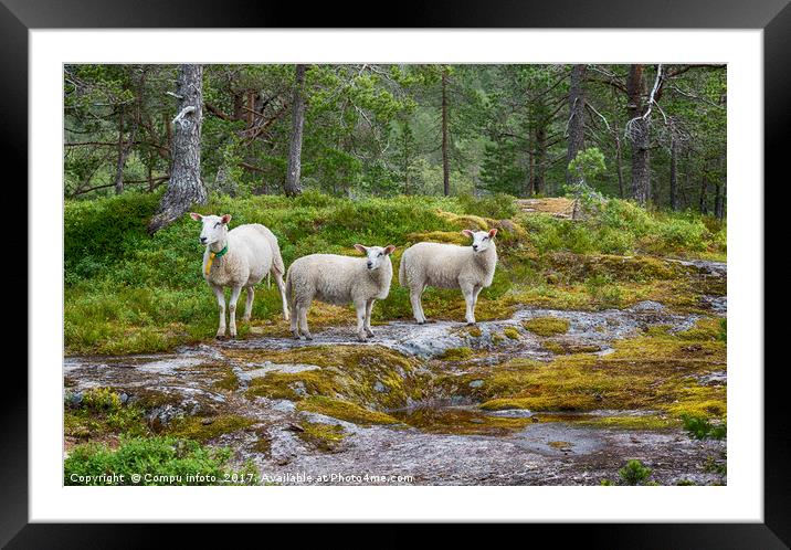 three sheep animals in nature in norway Framed Mounted Print by Chris Willemsen