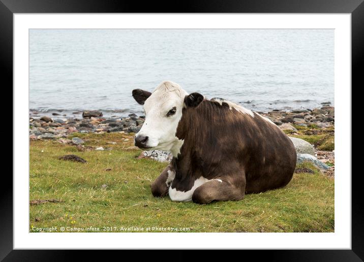 one cow brown and white at the beach Framed Mounted Print by Chris Willemsen