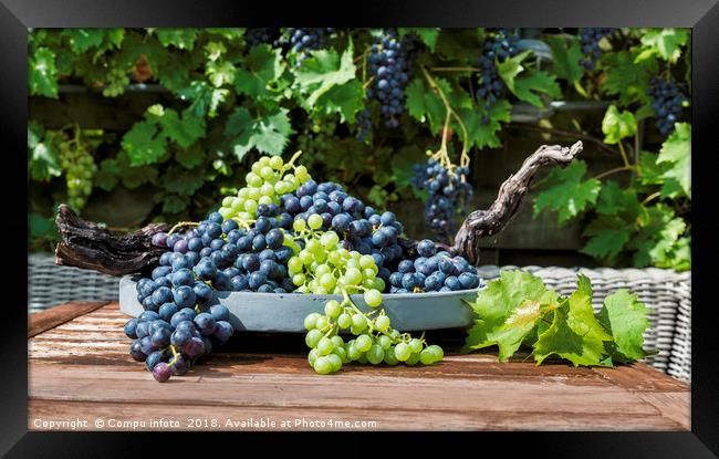 decoration of bunches blue and white grapes  Framed Print by Chris Willemsen