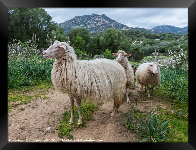 three sardinia sheep with mountians and beautifull Framed Print by Chris Willemsen