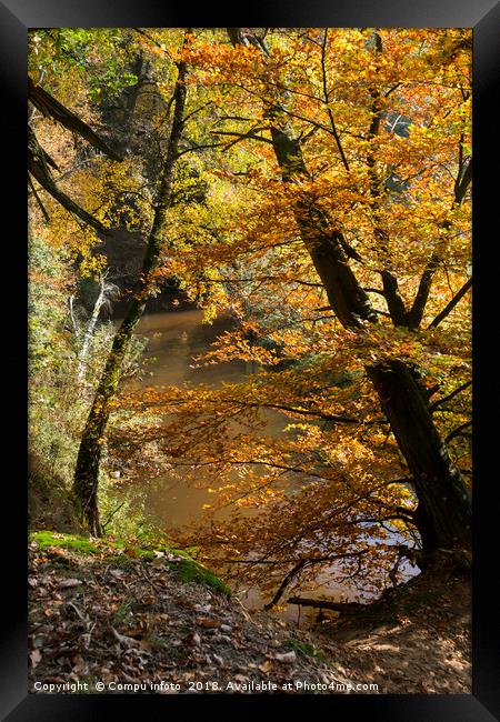 autumn forest Framed Print by Chris Willemsen
