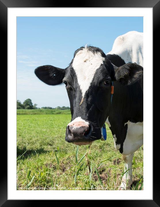 cow on green grass  Framed Mounted Print by Chris Willemsen