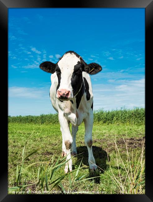 cow looking at camera Framed Print by Chris Willemsen