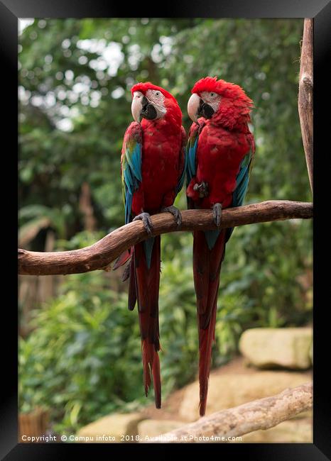 couple of red parrots in love Framed Print by Chris Willemsen
