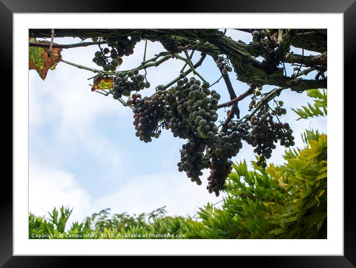 blue grapes in winery Framed Mounted Print by Chris Willemsen