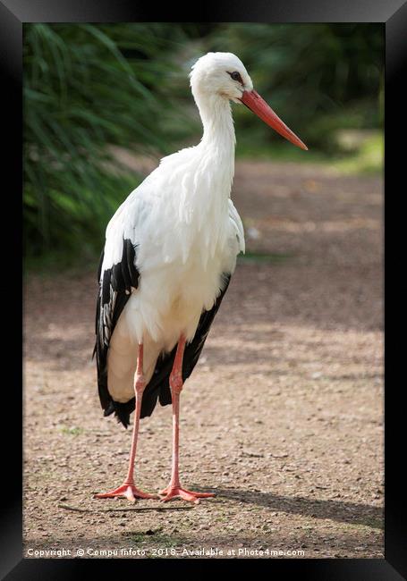 standing stork Framed Print by Chris Willemsen