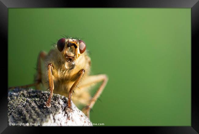 macro from insect with bubble Framed Print by Chris Willemsen