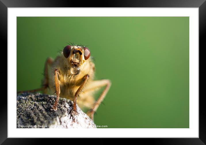 macro from insect with bubble Framed Mounted Print by Chris Willemsen