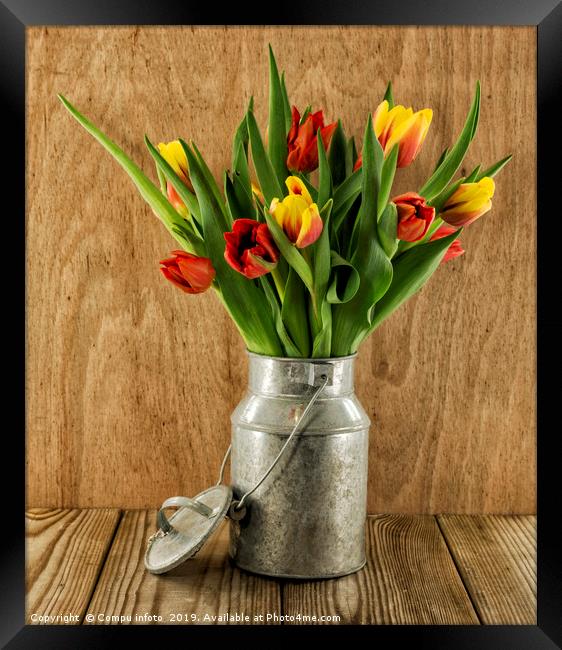 red and yellow tulips on wood Framed Print by Chris Willemsen