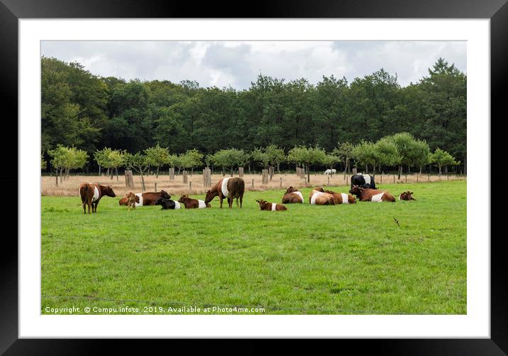 field with dutch belted cows in holland Framed Mounted Print by Chris Willemsen
