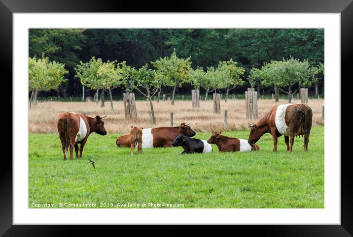 field with dutch belted cows in holland Framed Mounted Print by Chris Willemsen