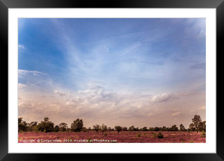 purple heather field has blossomed on the Veluwe i Framed Mounted Print by Chris Willemsen