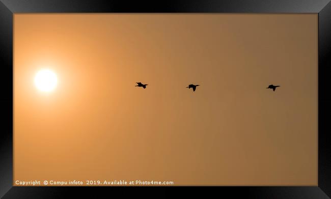 three cormorantbirds fly during sunset Framed Print by Chris Willemsen