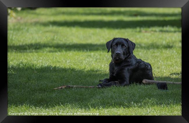 four month old labrador pup laying in the garden o Framed Print by Chris Willemsen