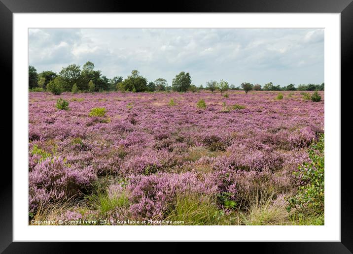 heather field in holland Framed Mounted Print by Chris Willemsen