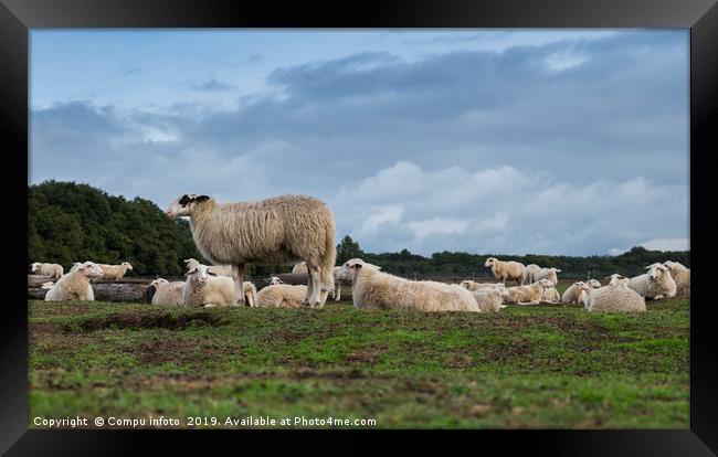 Sheep herd on heather land in Ede Holland Framed Print by Chris Willemsen