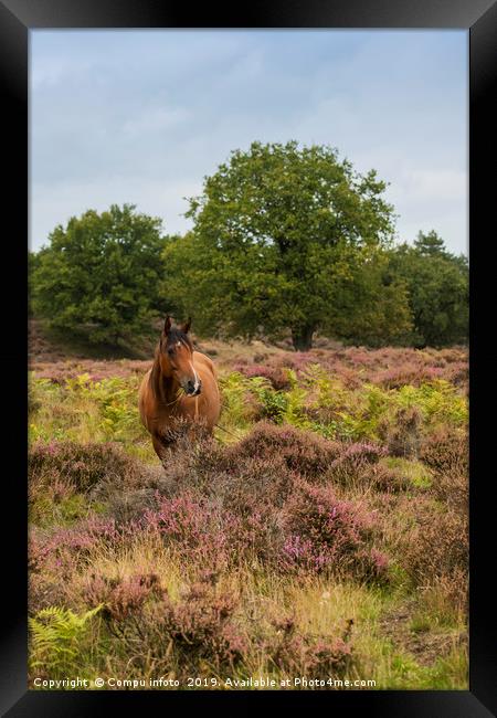 wild horse in nature in holland Framed Print by Chris Willemsen