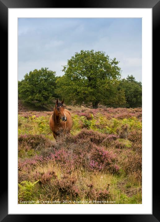 wild horse in nature in holland Framed Mounted Print by Chris Willemsen