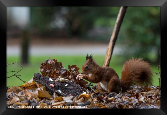 red squirrel looking for seeds and other foods and Framed Print by Chris Willemsen