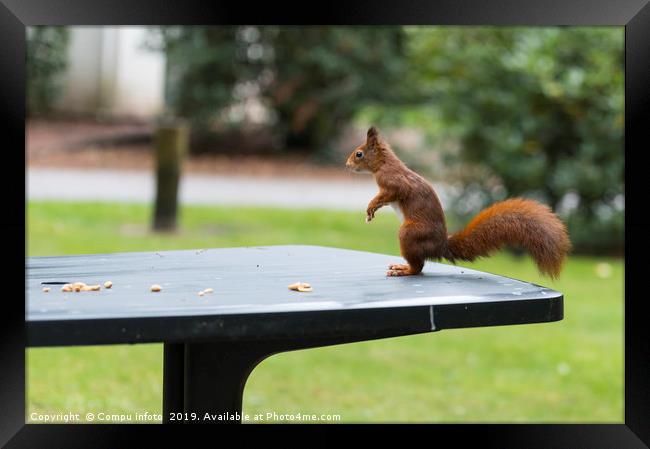 red squirrel in the garden Framed Print by Chris Willemsen