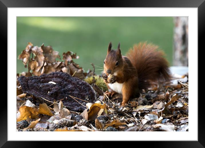 red squirrel in the garden Framed Mounted Print by Chris Willemsen