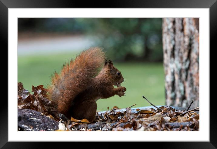 red squirrel in the garden Framed Mounted Print by Chris Willemsen