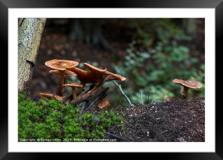 group fungus on green moss in the forest Framed Mounted Print by Chris Willemsen