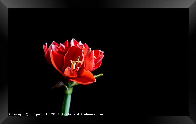 one single red amaryllis Framed Print by Chris Willemsen