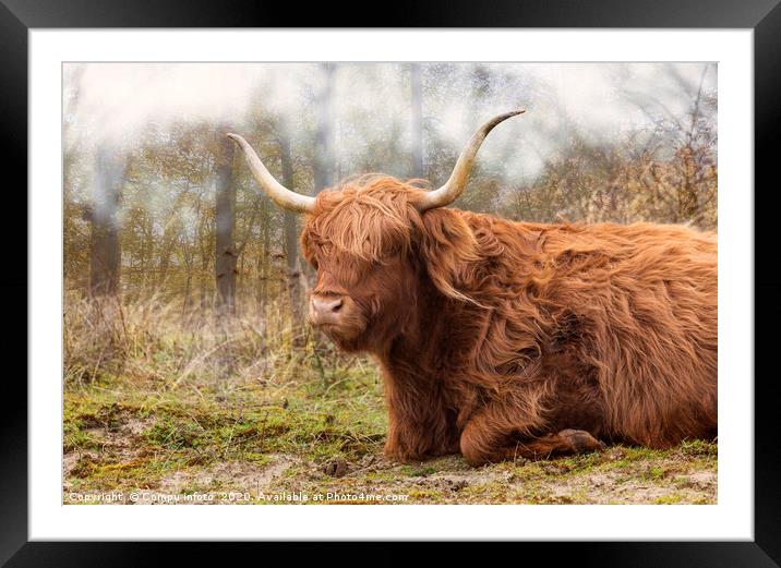 galloway in the wild Framed Mounted Print by Chris Willemsen