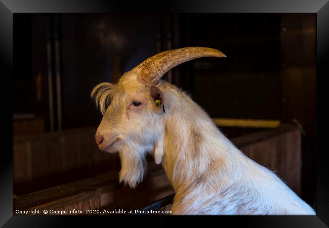 white hairy male goat ram with big horns Framed Print by Chris Willemsen