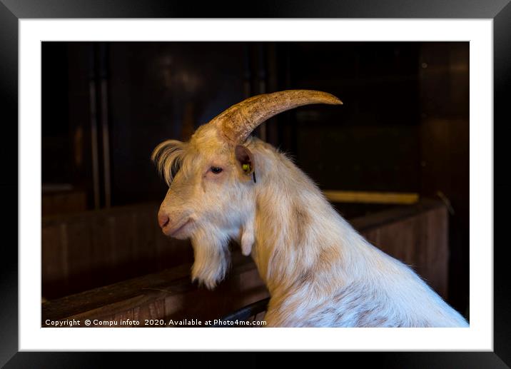 white hairy male goat ram with big horns Framed Mounted Print by Chris Willemsen