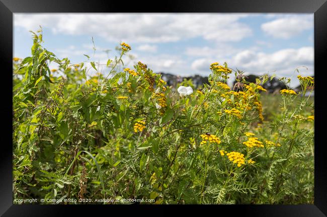 yellow and white wild flowers Framed Print by Chris Willemsen