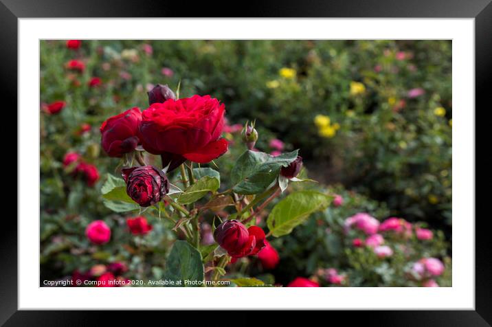 field with old type of red roses Framed Mounted Print by Chris Willemsen