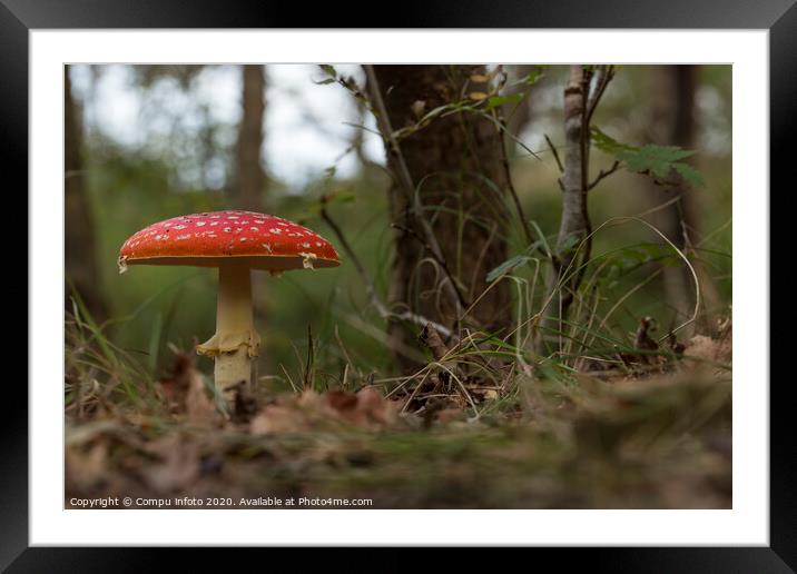 Amanita muscaria mushroom in the forest Framed Mounted Print by Chris Willemsen