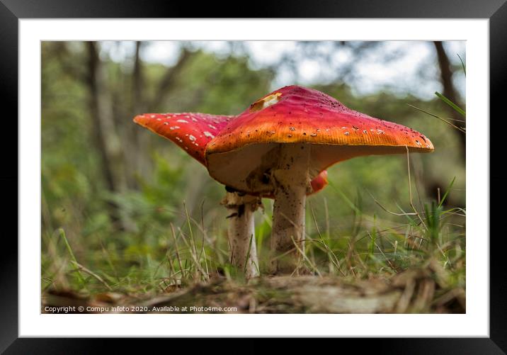 Amanita muscaria mushroom in the forest Framed Mounted Print by Chris Willemsen