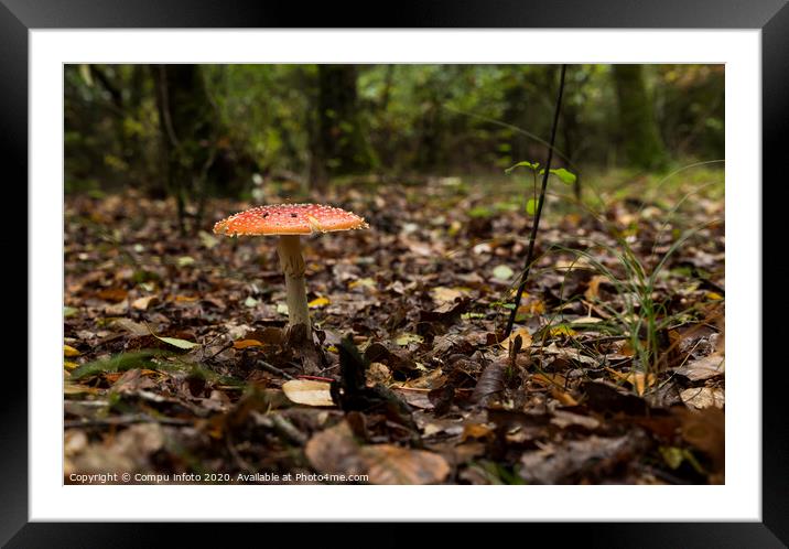 Amanita muscaria mushroom in the forest Framed Mounted Print by Chris Willemsen