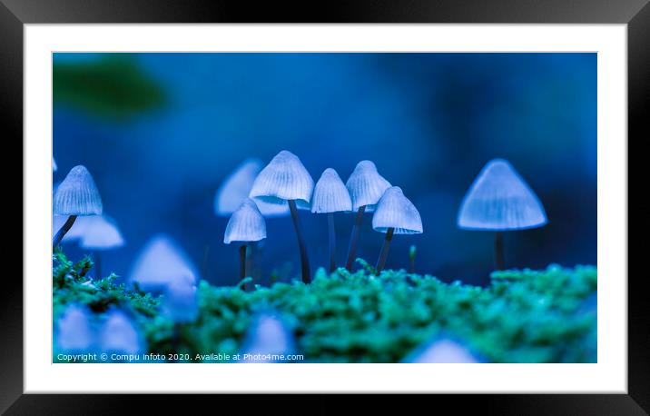 art with mycena arcangeliana in the forest in holland Framed Mounted Print by Chris Willemsen