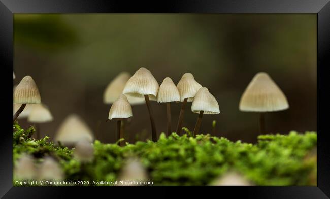 mycena arcangeliana in the forest in holland Framed Print by Chris Willemsen