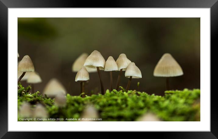 mycena arcangeliana in the forest in holland Framed Mounted Print by Chris Willemsen