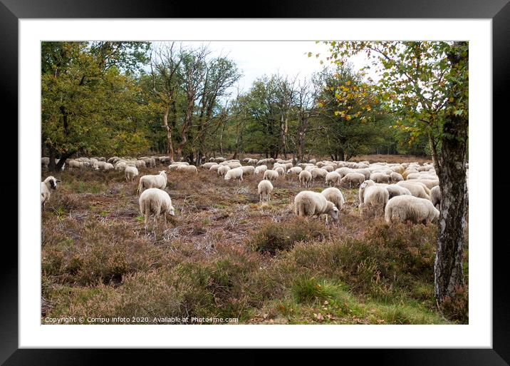  flock of sheep grazing on the veluwe Framed Mounted Print by Chris Willemsen