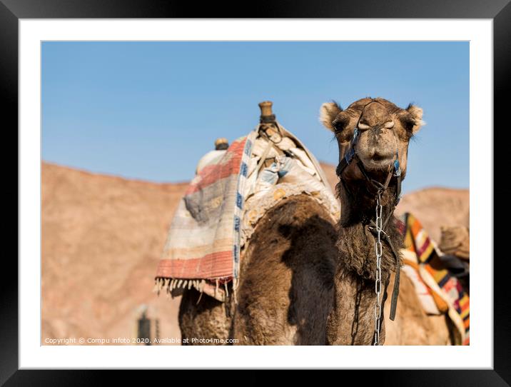 a camel in the desert with mountains as background Framed Mounted Print by Chris Willemsen