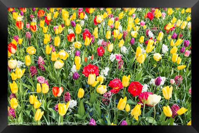 yellow and red tulips Framed Print by Chris Willemsen