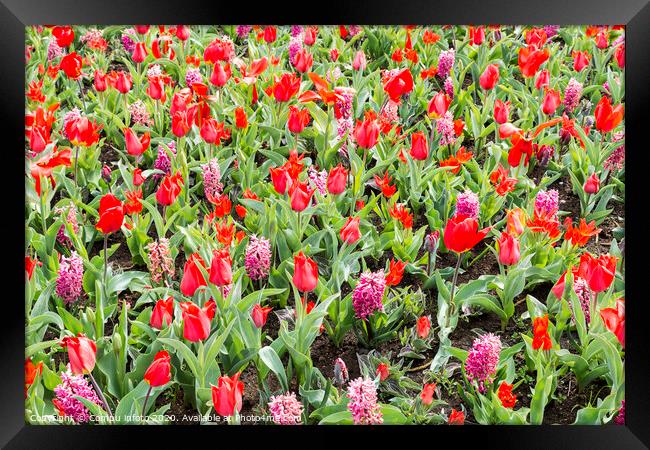 the keukenhof in Lisse Framed Print by Chris Willemsen