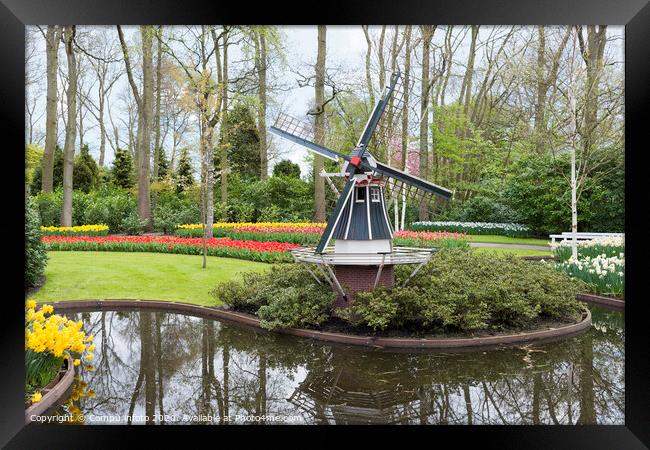 windmill and tulips in dutch Keukenhof Framed Print by Chris Willemsen