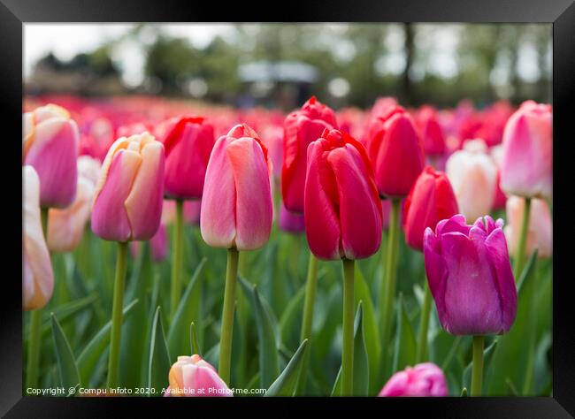 red and pink tulips Framed Print by Chris Willemsen