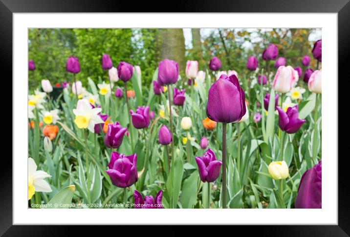 pink tulip in front of flower field Framed Mounted Print by Chris Willemsen