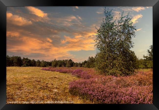 the nature reserve Maasduinen with single tree Framed Print by Chris Willemsen