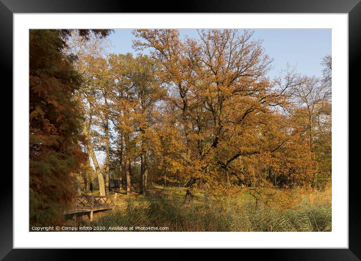 autum forest with red brown and golden colors Framed Mounted Print by Chris Willemsen