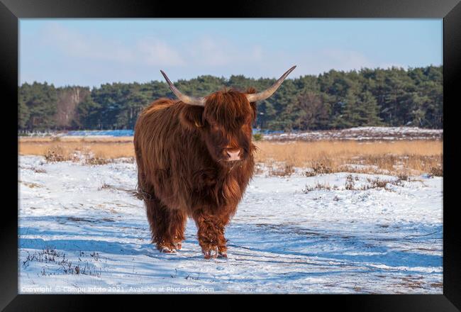 big mammal galloways walking facing the camera Framed Print by Chris Willemsen