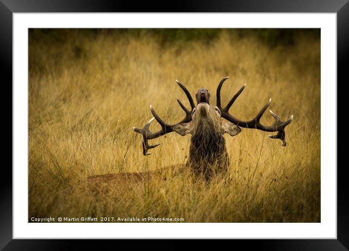 Red Deer Stag Framed Mounted Print by Martin Griffett